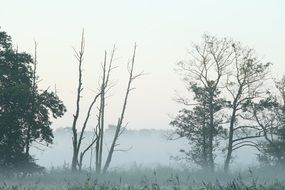 Beautiful landscape of foggy forest in the morning in Poland