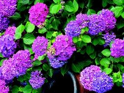 bush with bright purple begonia closeup