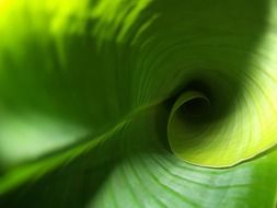 Twisted banana leaf