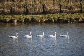 A group of swans on a pond