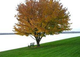 autumn tree by the river