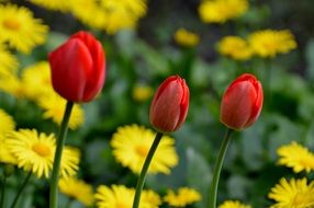 red tulips with yellow daisies spring nature
