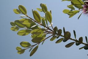 green leaves of ironwood tree
