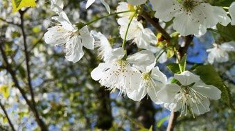 white cherry blossoms close up