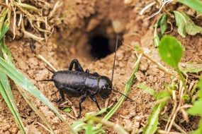 Black cricket in nature
