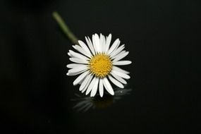 daisy on a black background