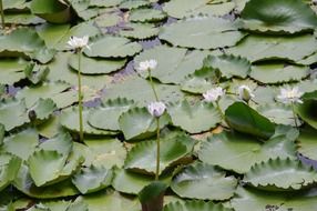Lily pads on the water