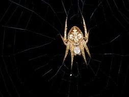 Close-up of the Eriophora Ravilla from the family of spiders on the web in Florida