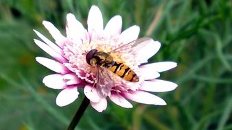 wasp on a pink flower