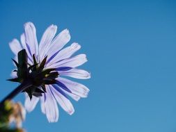 gentle fresh flower