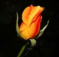 Bright orange rose blossom in the dark