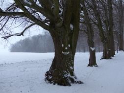 snow face on the tree in the park in winter