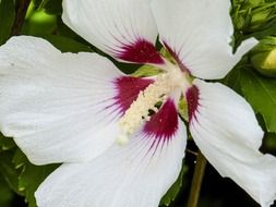 white hibiscus with burgundy core