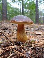 beautiful white mushroom in the forest close-up on blurred background