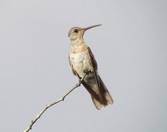 Buffy Hummingbird on a tree branch