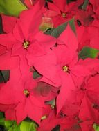 poinsettia close up