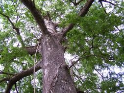 tall tree with green leaves in the forest