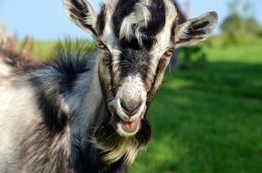 goat animal