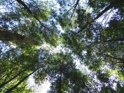 green trees down up view