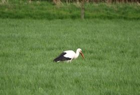 stork in tall green grass