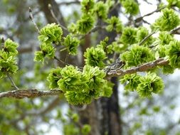 Green flowers on a branch in the garden