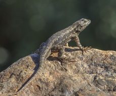 lizard on the stone at blurred background