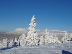 unbelievably beautiful snow forest