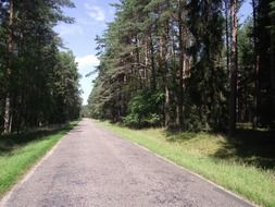 asphalt road in the middle of a dense forest