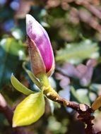 bud of a pink magnolia close up