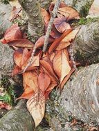 season autumn fallen