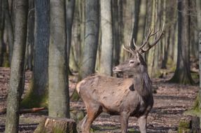 red deer-Hirsch