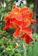 Red canna flowers