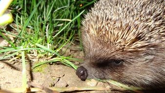 hedgehog in green grass close-up