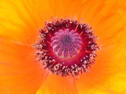 center of oriental poppy flower, macro