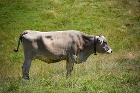 Gray cow on a green meadow