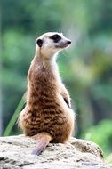 picture of the meerkat in the wildlife