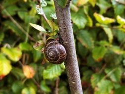 snail on a tree branch