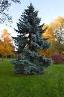 evergreen tree autumn season view