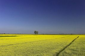 yellow field of mustard flowers