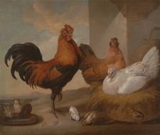 Beautiful painting of Francis Barlow with colorful cock and chickens