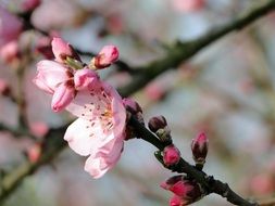 almond blossom in early spring on a blurred background