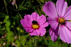 bee sitting on a purple flower