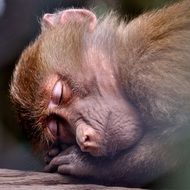 sleeping monkey face close up