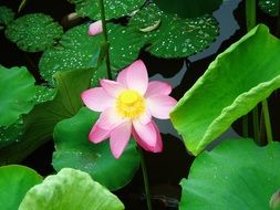 pink lotus flower in the pond