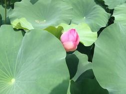 pink lotus behind green leaf