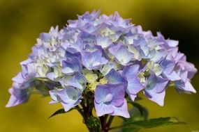 purple blue hydrangea blossom