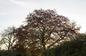 furry tree in cambridge