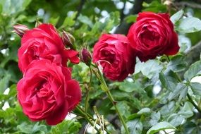 church roses red flowers