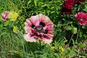 pink poppy bloom in green grass