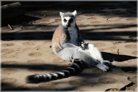 ring tailed lemur in the wild